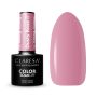 Hybridikynsilakka CLARESA DUSTY ROSE 8