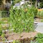 Garden trellis, U-shaped, with net, 180 × 32–65 × 180 cm