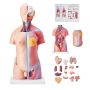 Human Body Anatomy Model, 23 Parts, 18 Inch